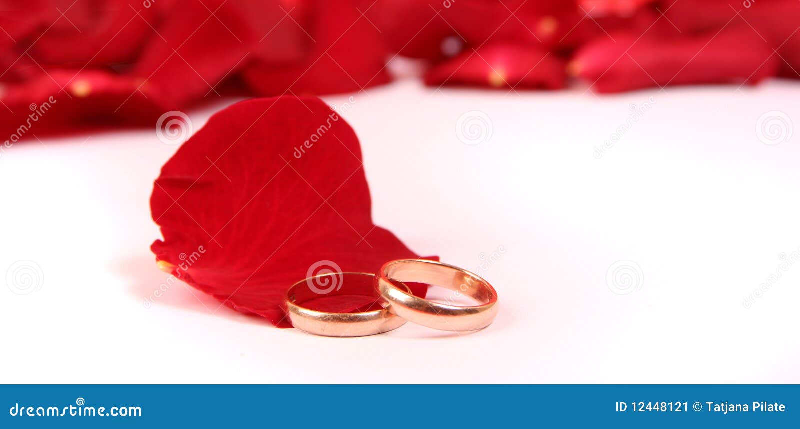 Rings on petals stock image. Image of petals, marry, jewelry 12448121