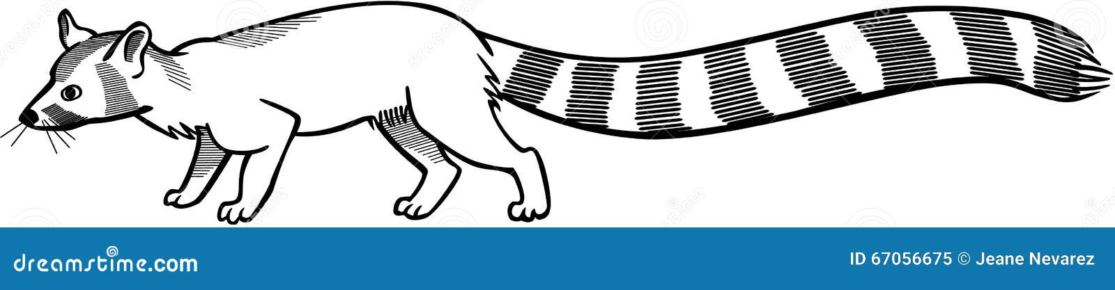 Ringtail Cat stock vector. Illustration of beast, drawing - 67056675