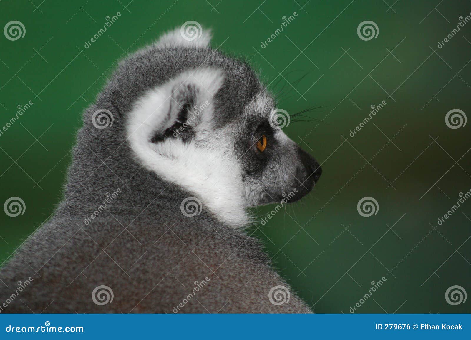 ringtailed lemur portrait