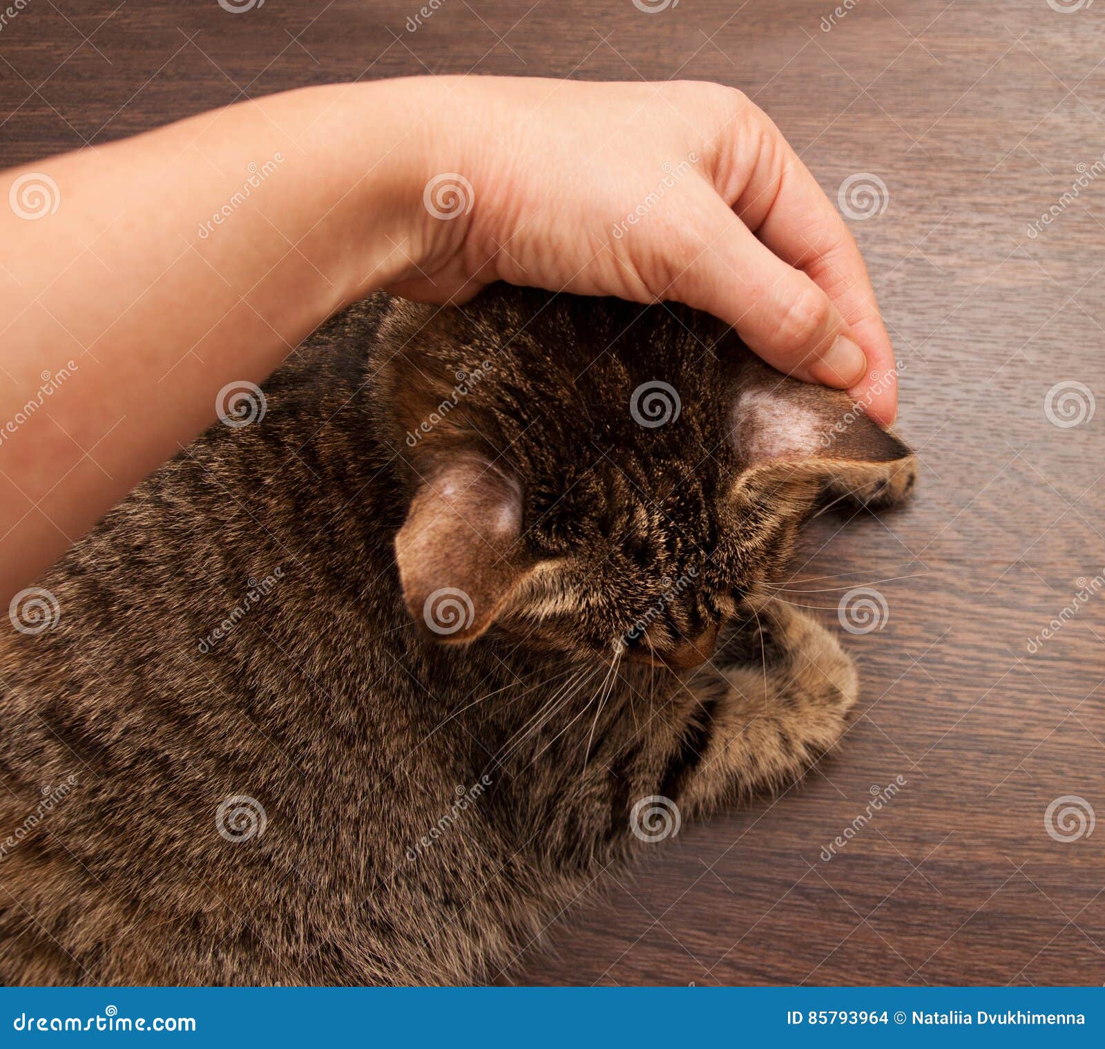 Ringworm In Cat Stock Photo Image Of Fight Head Hairless 85793964