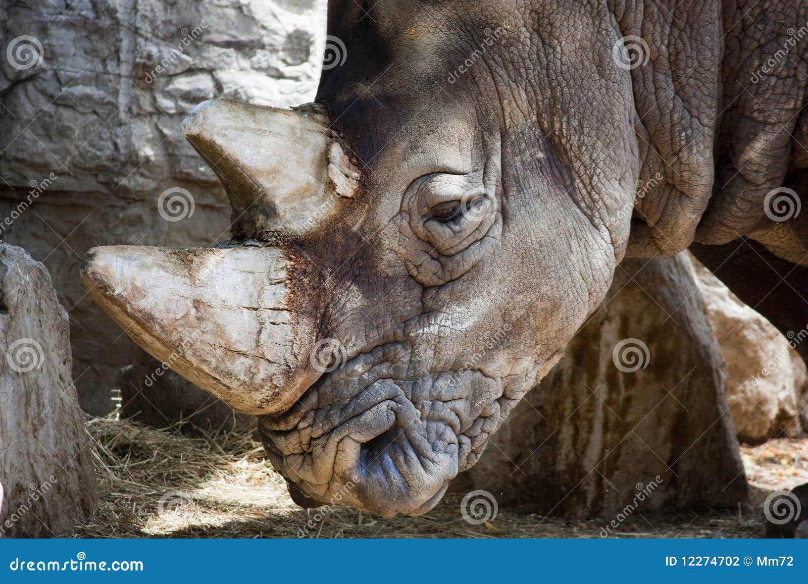 rinoceronte 02
