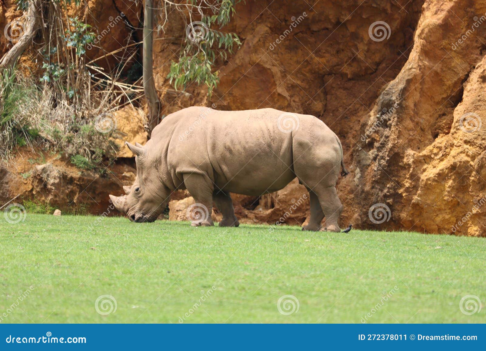 rinoceronte animal zoo safari danger