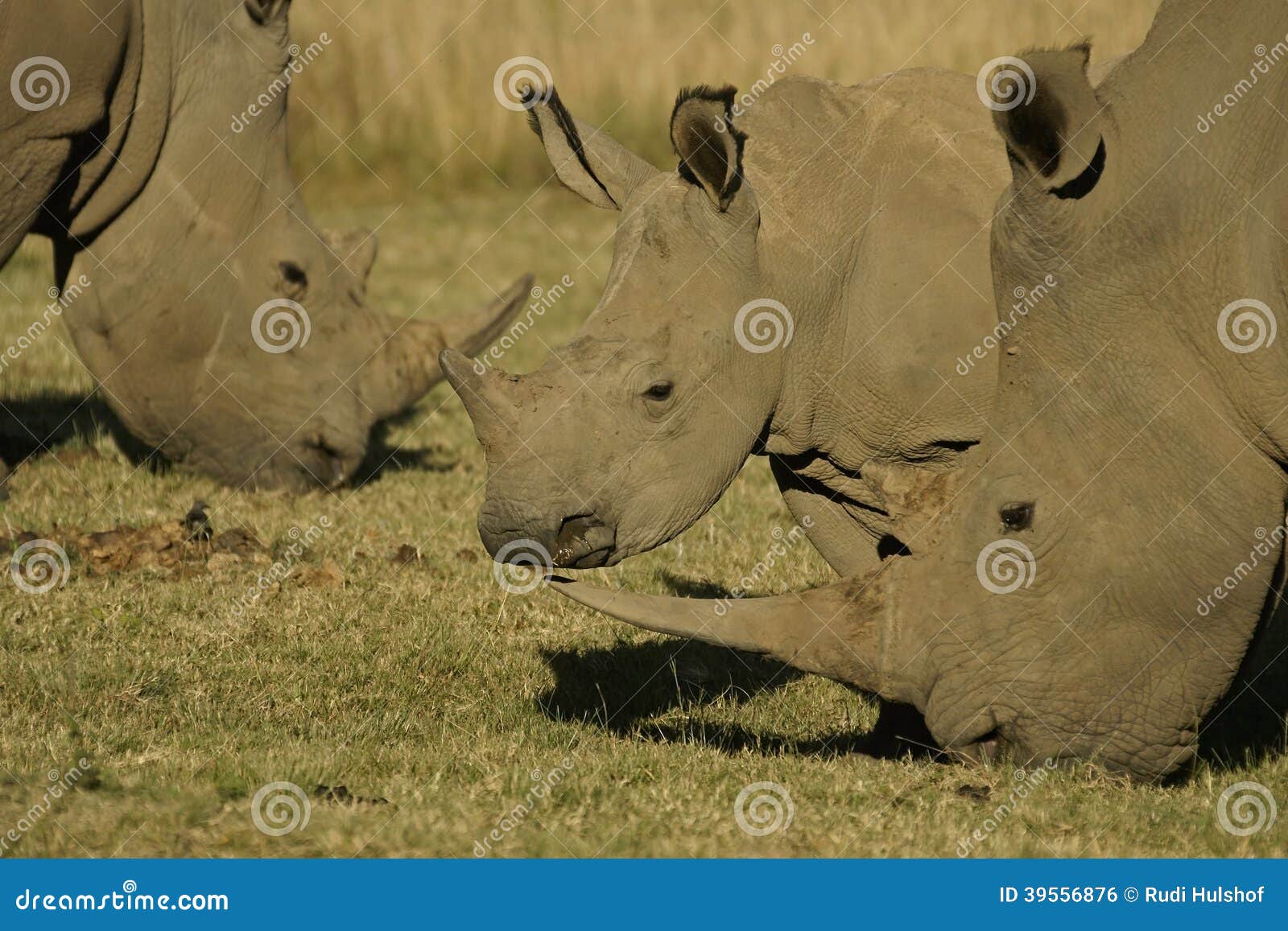 Rinoceronte bianco d'alimentazione 3. Rinoceronte bianco che si alimenta erba, fotografata sul safari nel Sudafrica
