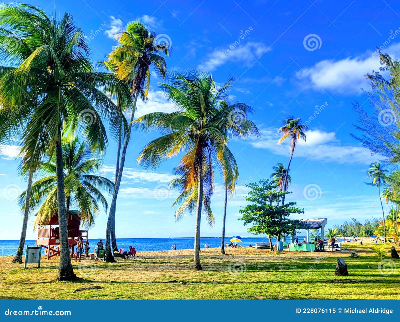Rio Grande Puerto Rico Stock Image Image Of Plant Grass Rio Grande Puerto Rico Stock Image Image Of Plant Grass