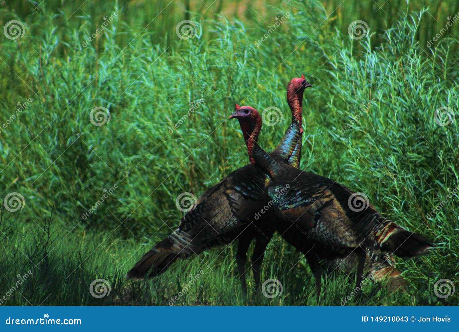 Rio Grande Wild Turkeys Stock Image Image Of Turkey