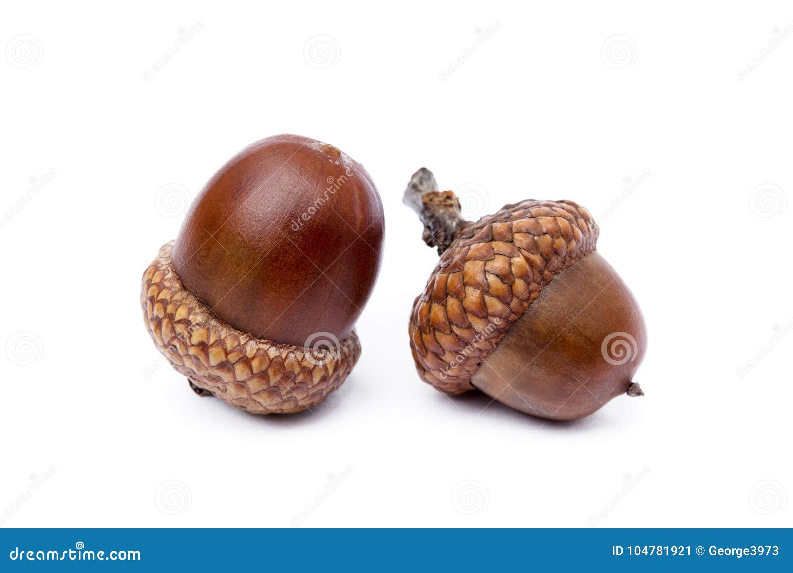 ripe acorns