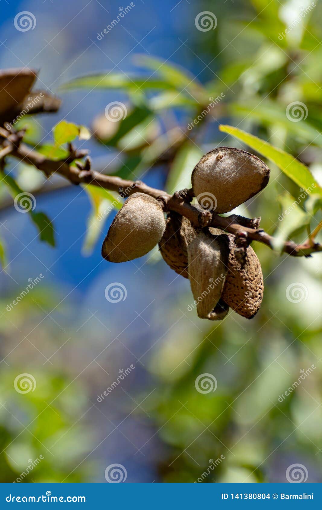 Ripe Almond Nuts in Shell Growing on Almond Tree Stock Photo Image of