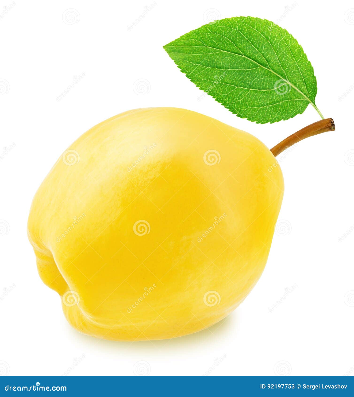 Ripe Applequince with Green Leaf Isolated Stock Image Image of juice