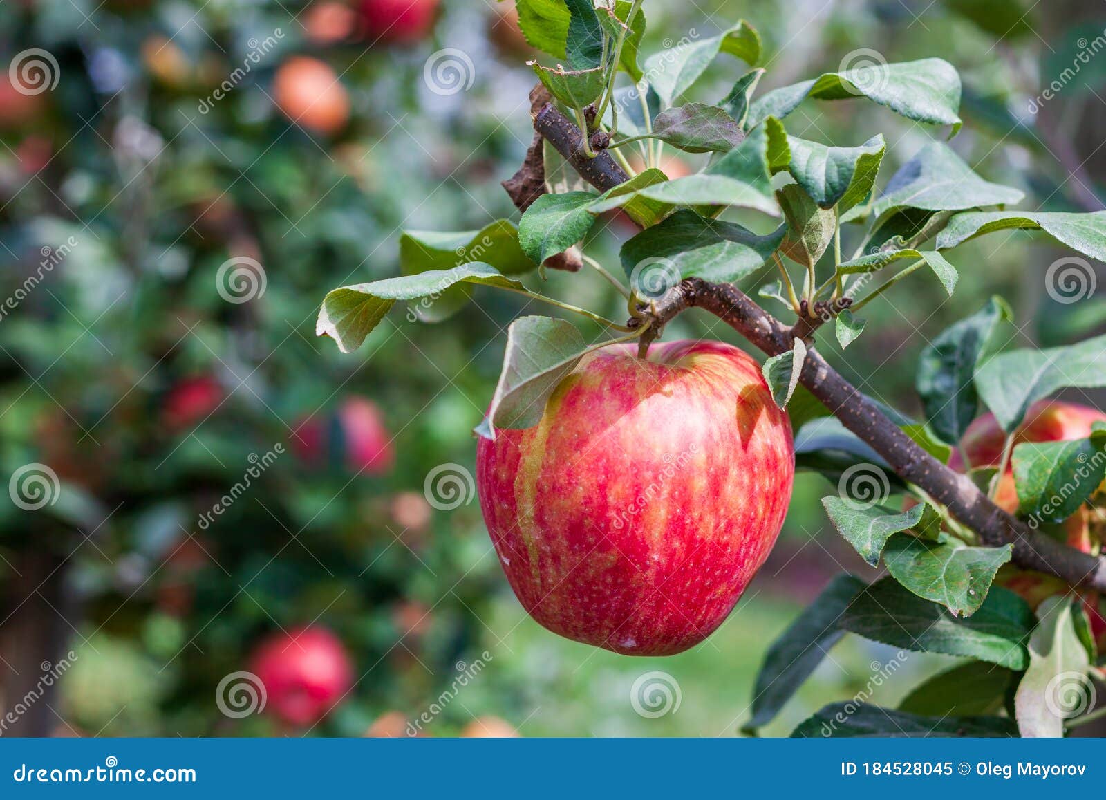 381 Honeycrisp Apples Stock Photos - Free & Royalty-Free Stock Photos from  Dreamstime