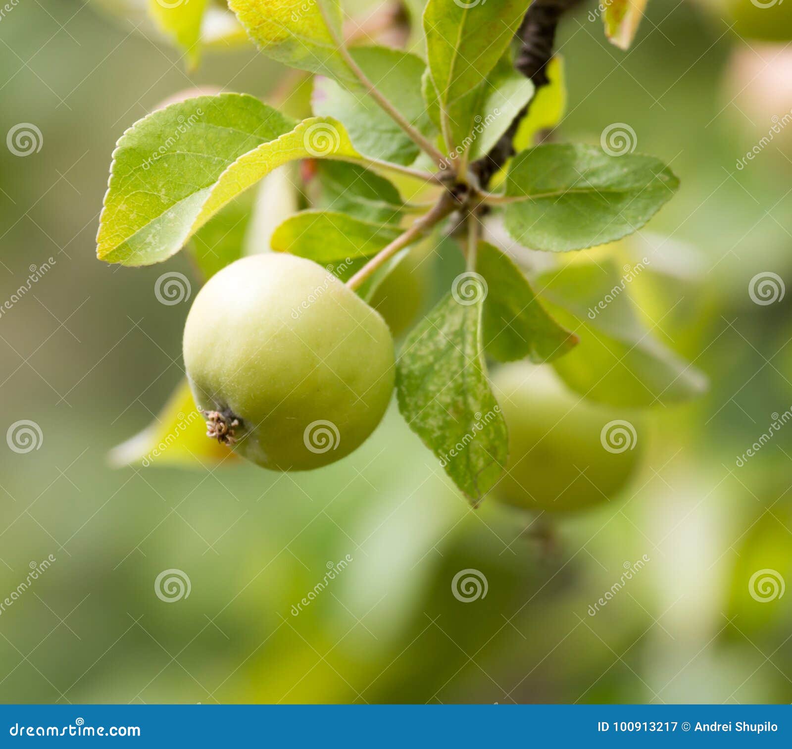 Ripe Apples on the Tree in Nature Stock Image Image of farm, freshness 100913217
