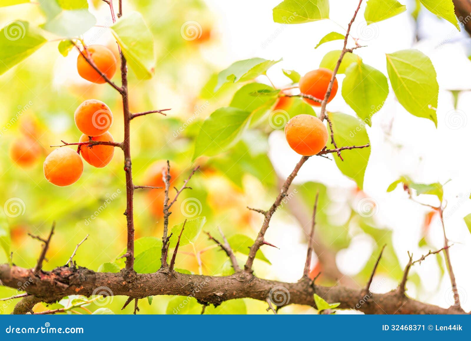 Ripe Apricots Growing on a Branch Stock Image Image of leaves, macro 32468371