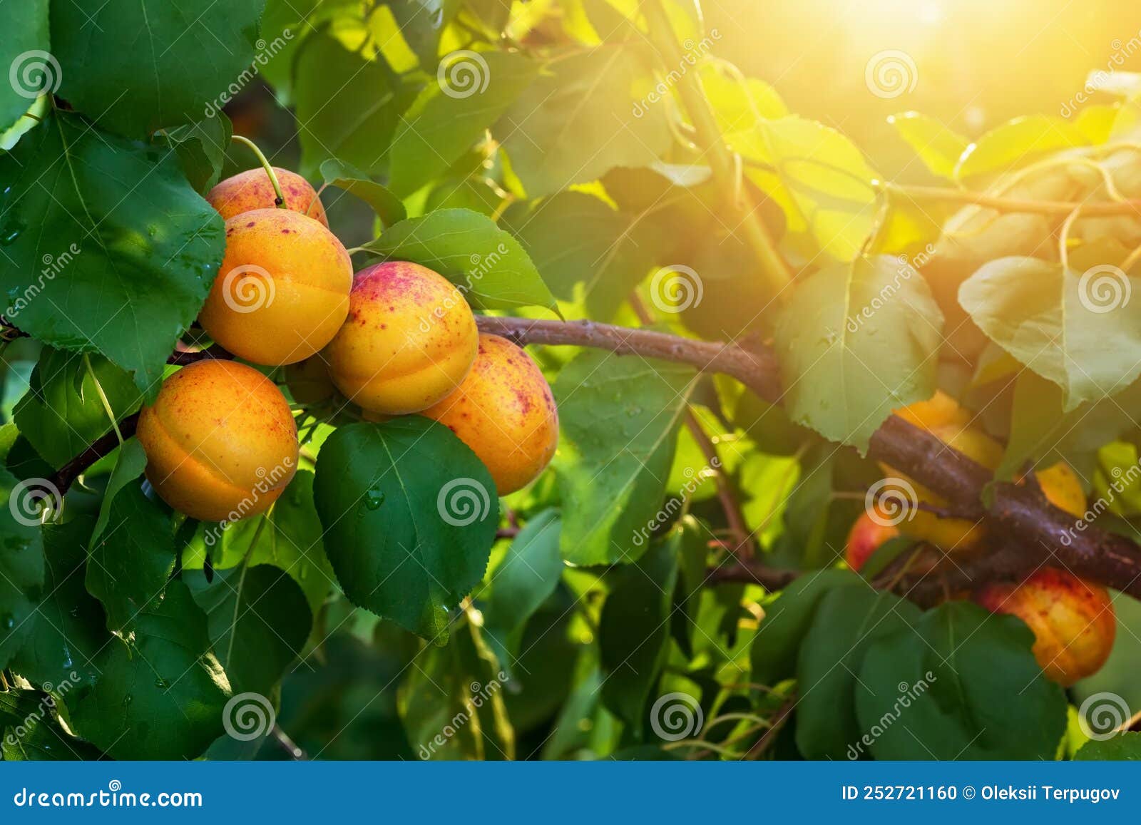 Ripe Apricots Hanging on Branch in Garden Stock Photo - Image of ...