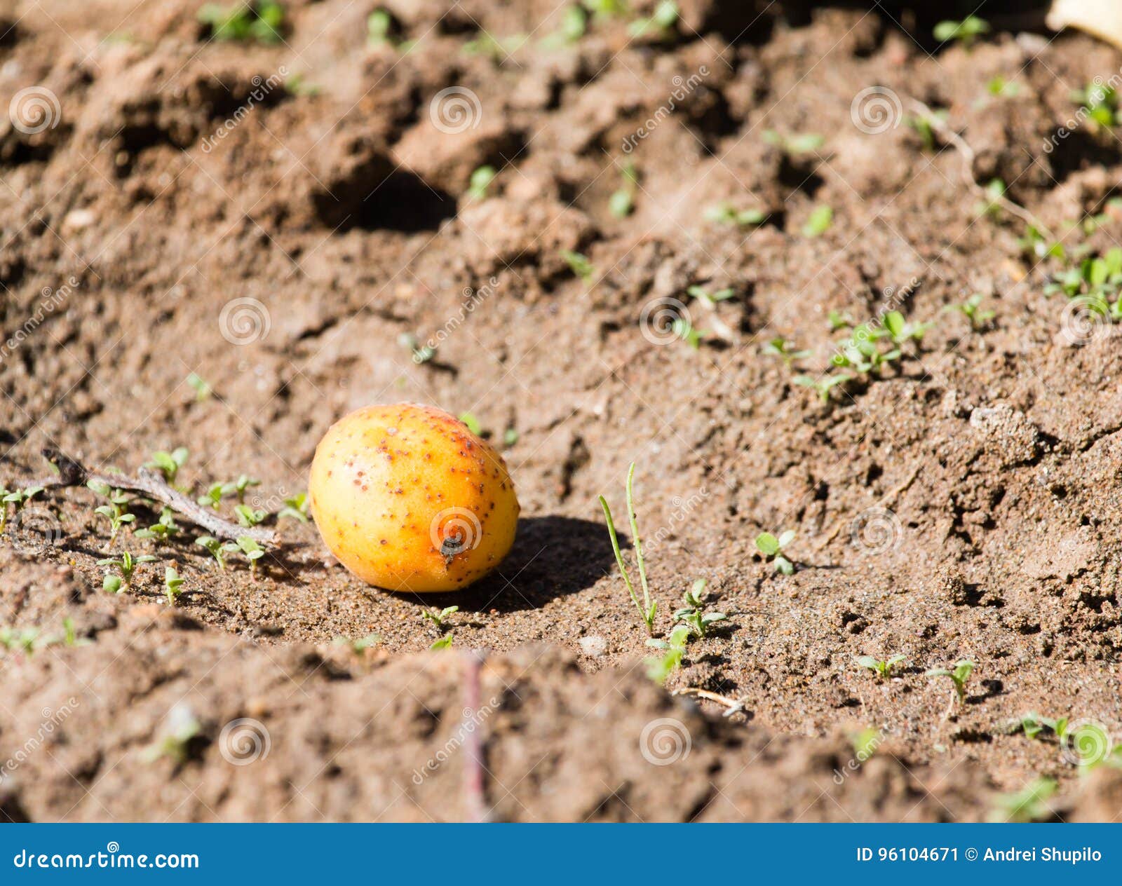 Ripe Apricots Lie on the Ground Stock Image Image of dirty, soft