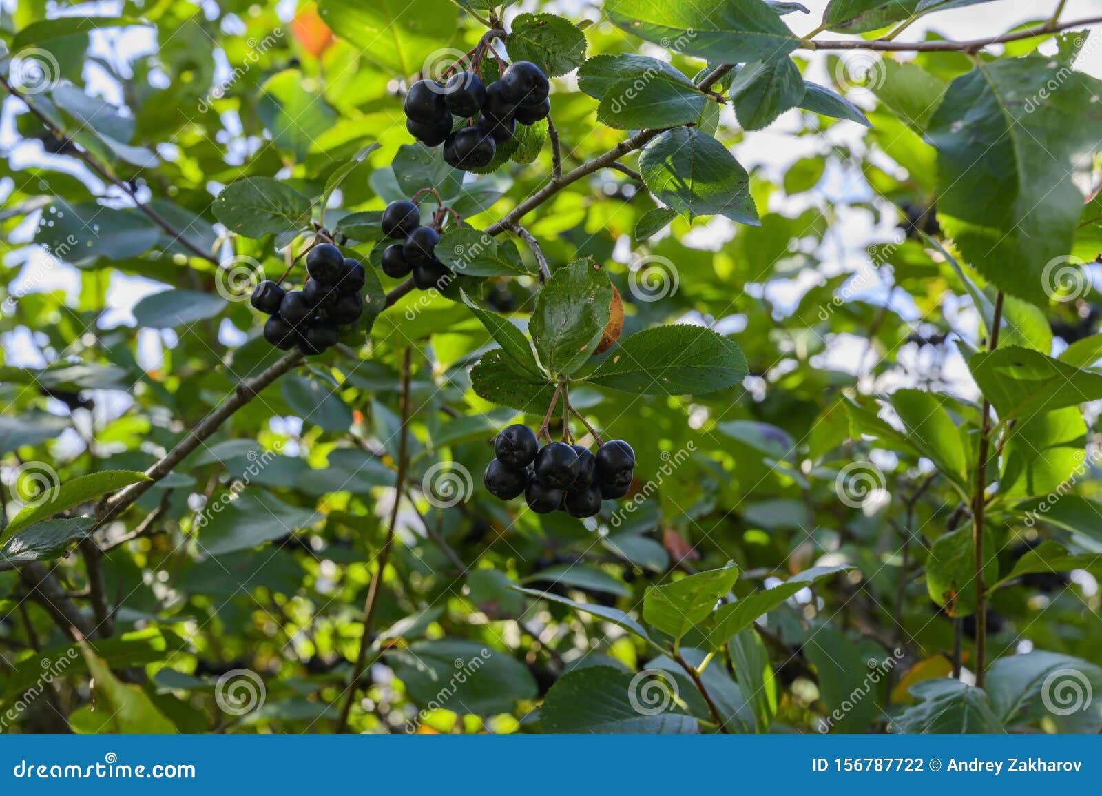 Ripe Aronia Berries on a Bush on a Bright Sunny Day Stock Photo Image