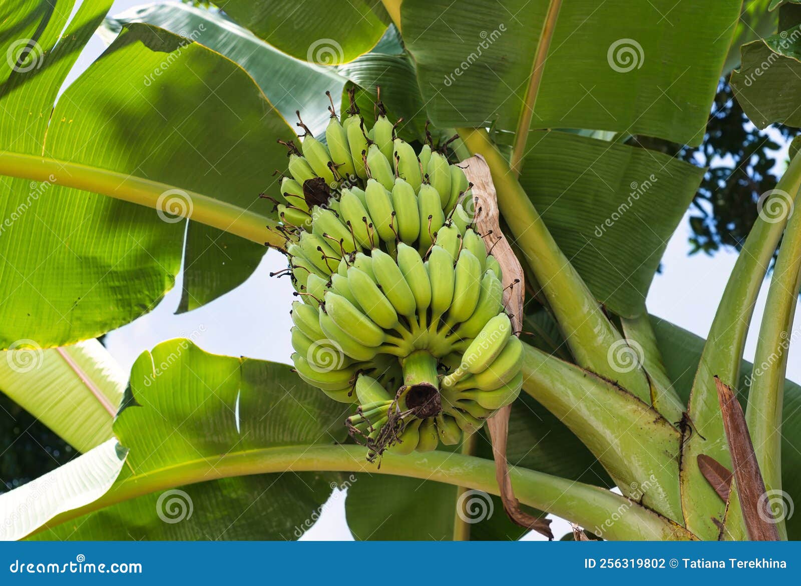 Ripe Bananas Growing in Vietnam Stock Photo Image of tree, fresh
