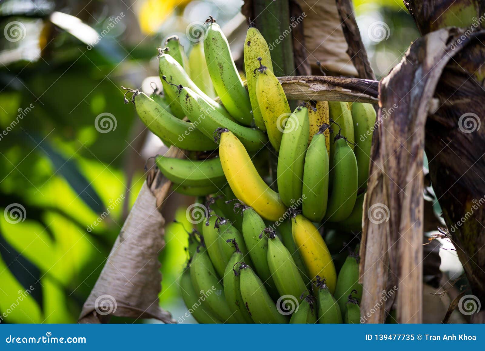 ripe bananas on the tree