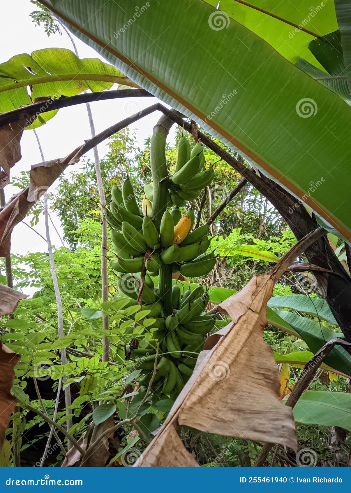 Cartoon Banana Tree Bananas Stock Photos - Free & Royalty-Free Stock Photos from Dreamstime Cartoon Banana Tree Bananas Stock Photos - Free & Royalty-Free Stock Photos from Dreamstime