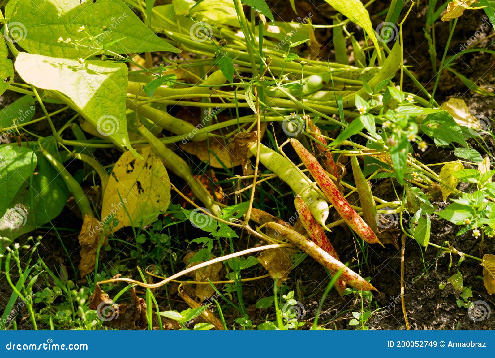 Ripe Bean Pods in the Garden in Summer Stock Image Image of seed, nature 200052749