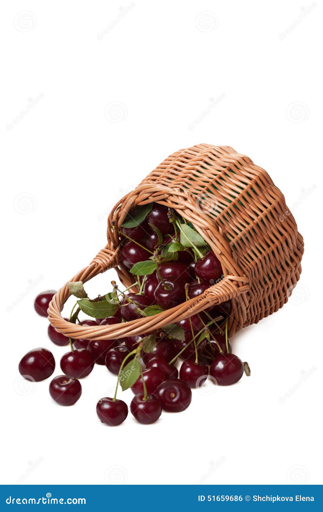 Ripe berries of cherry stock photo. Image of berries 51659686