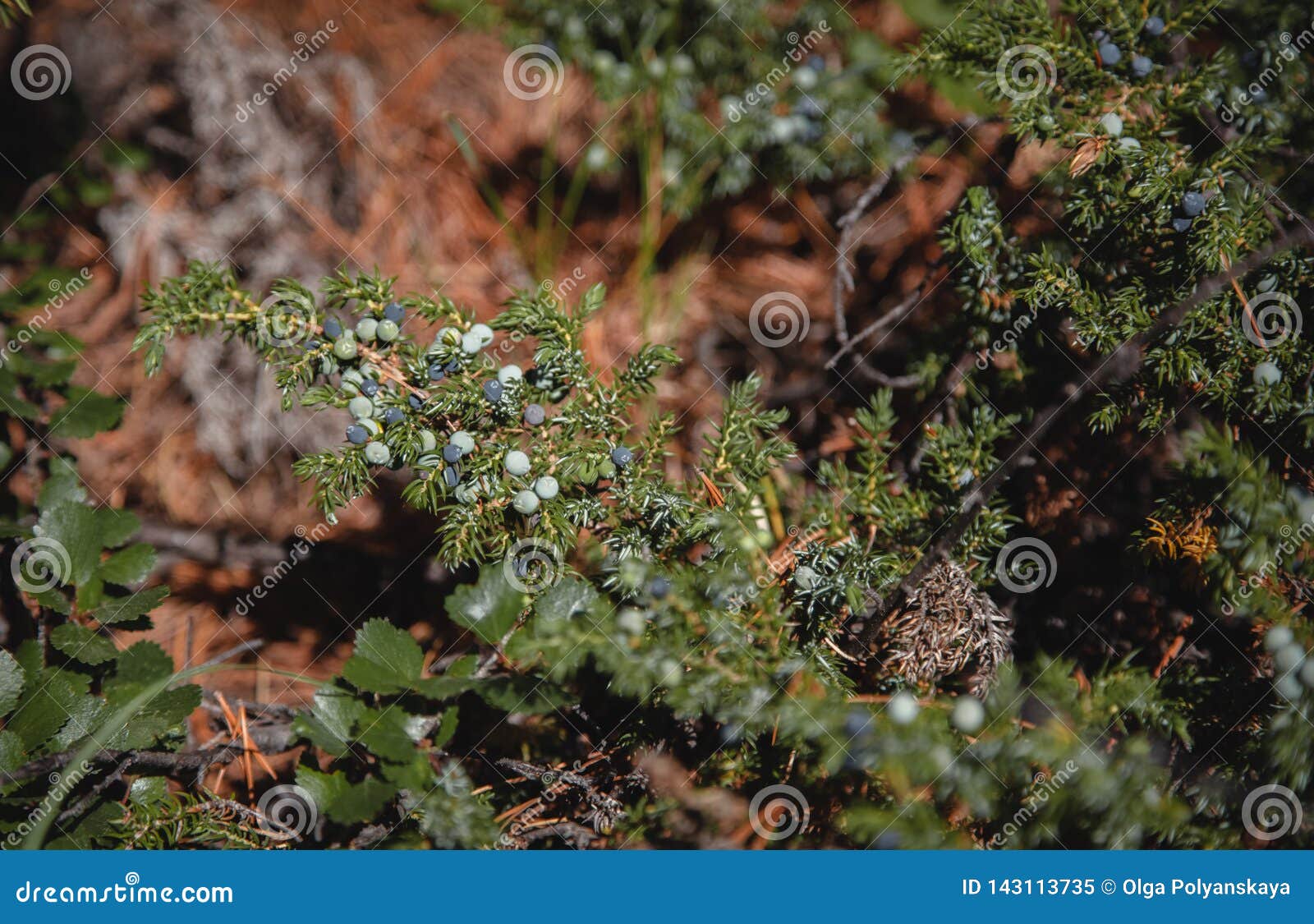 Ripe Berries of Therapeutic Juniper in the Highlands of Altai Stock