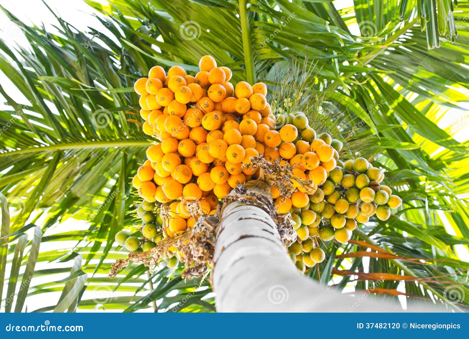 Areca raid driver Areca raid driver