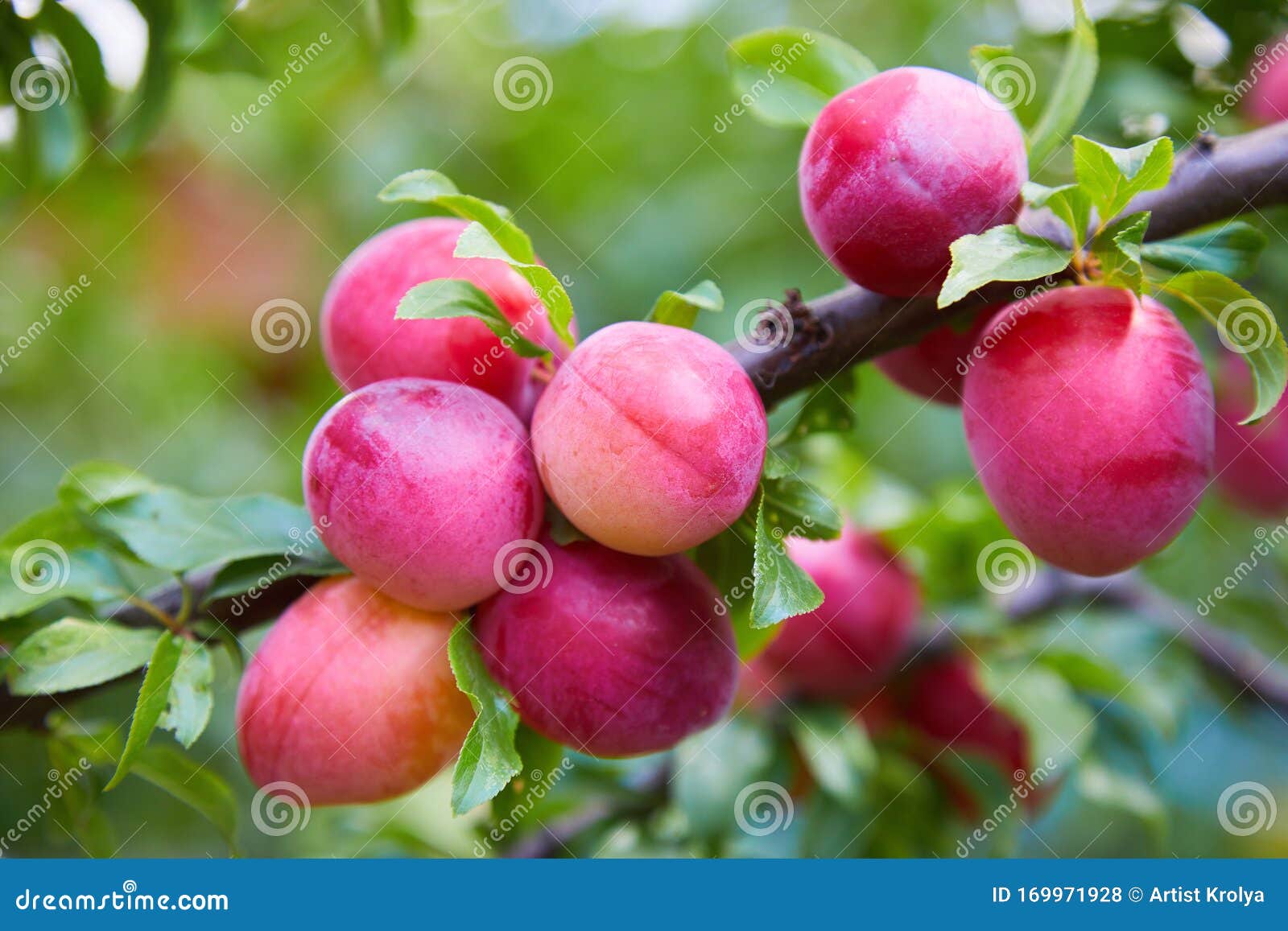 Ripe Big Red Plums Growing on a Tree Branch Stock Photo Image of