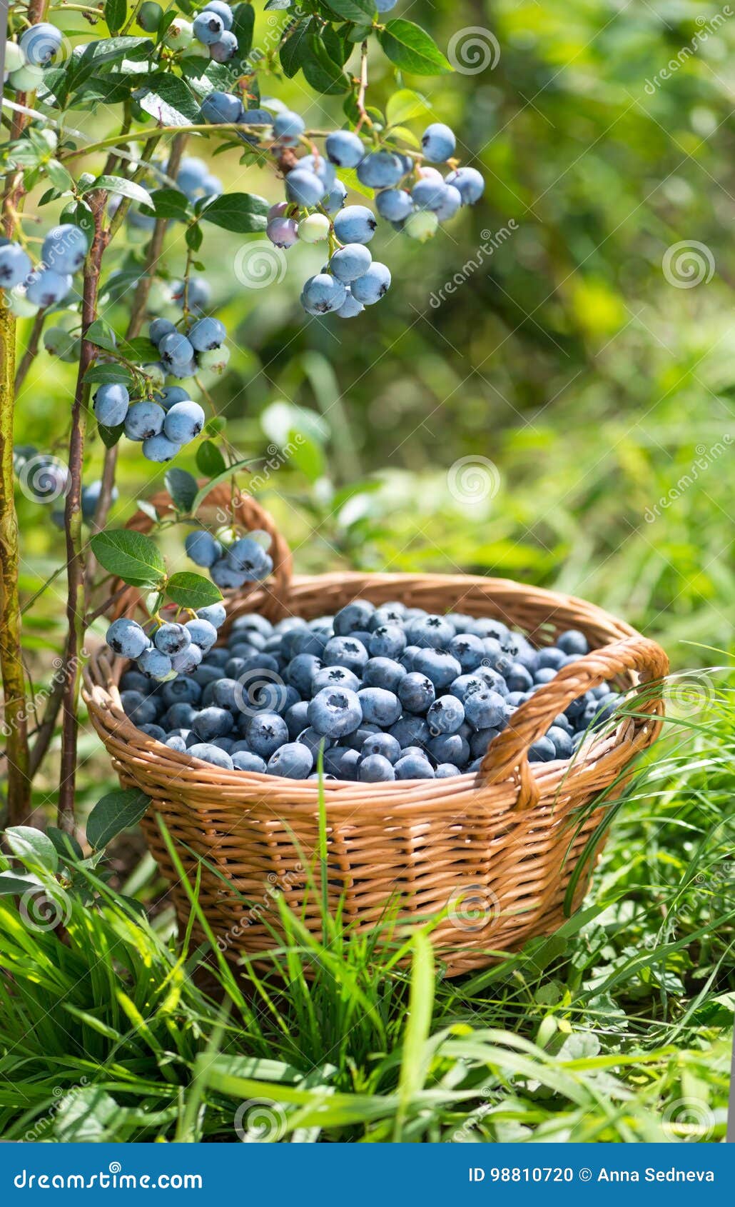 ripe bilberries in wicker basket. green grass and blueberry bush