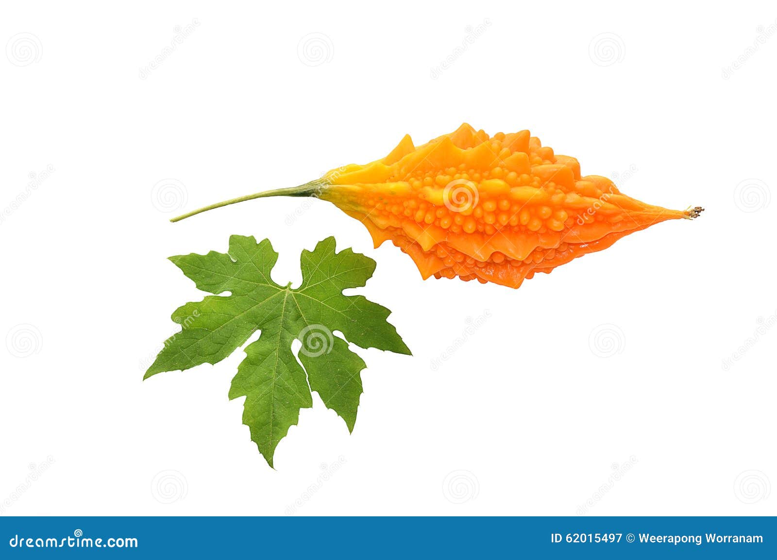 Ripe of Bitter Melon, Bitter Gourd with Leaf with White Background. Stock Image Image of