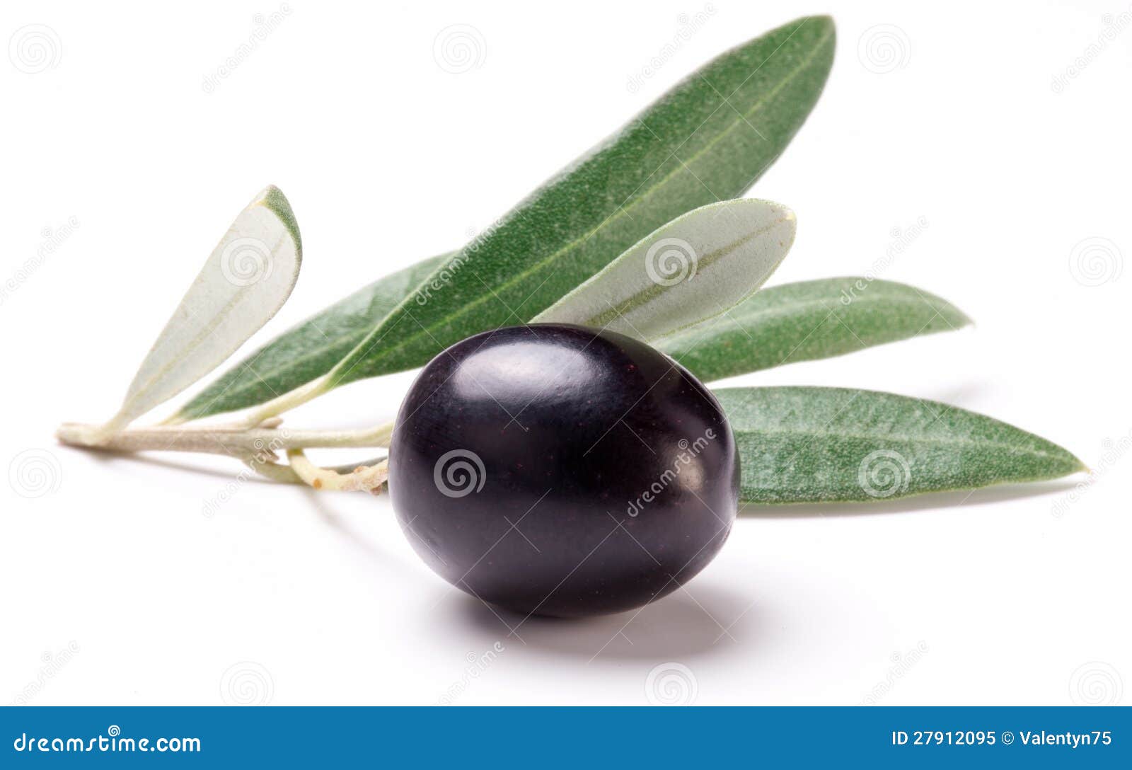 Ripe Black Olives Growing On Olive Tree Branch RoyaltyFree Stock Photo