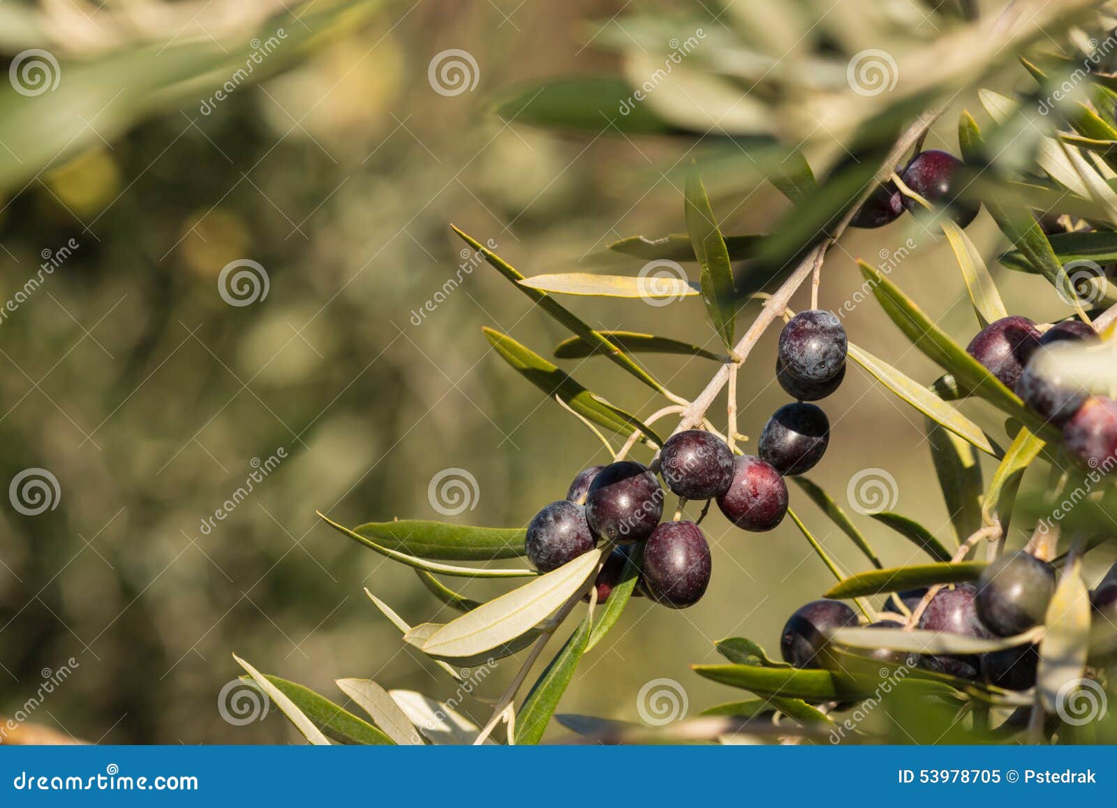 Ripe black olives stock image. Image of tree, europaea 53978705