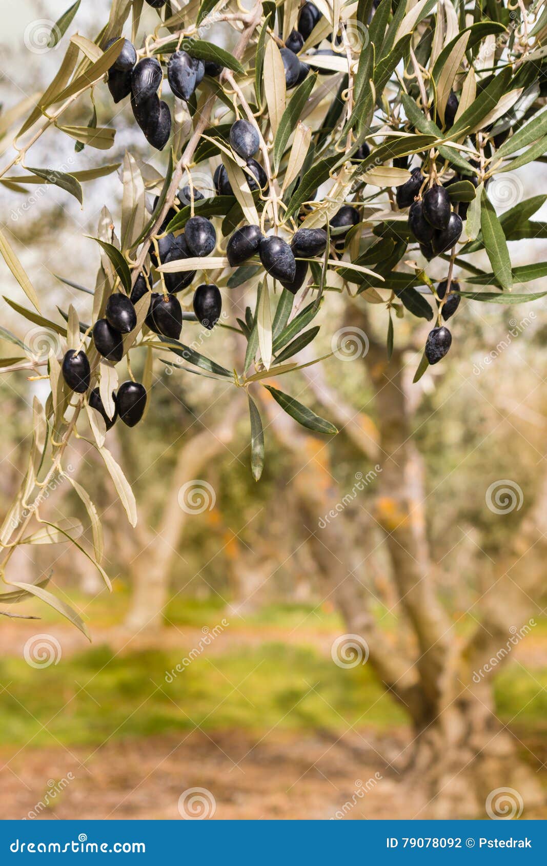 Ripe Olive Tree Black Fruits Stock Photo - Image of detail