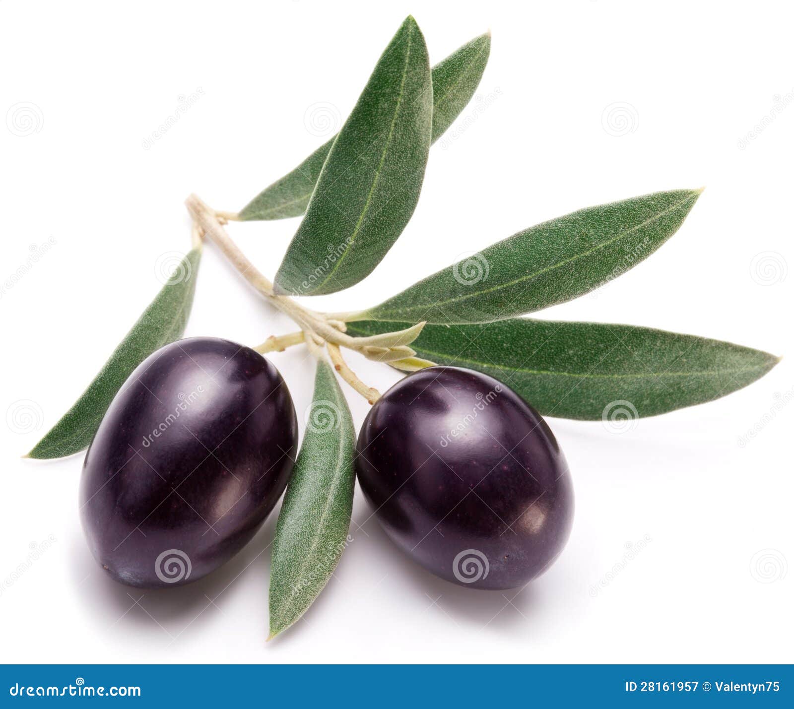 Ripe Black Olives with Leaves. Stock Image Image of natural