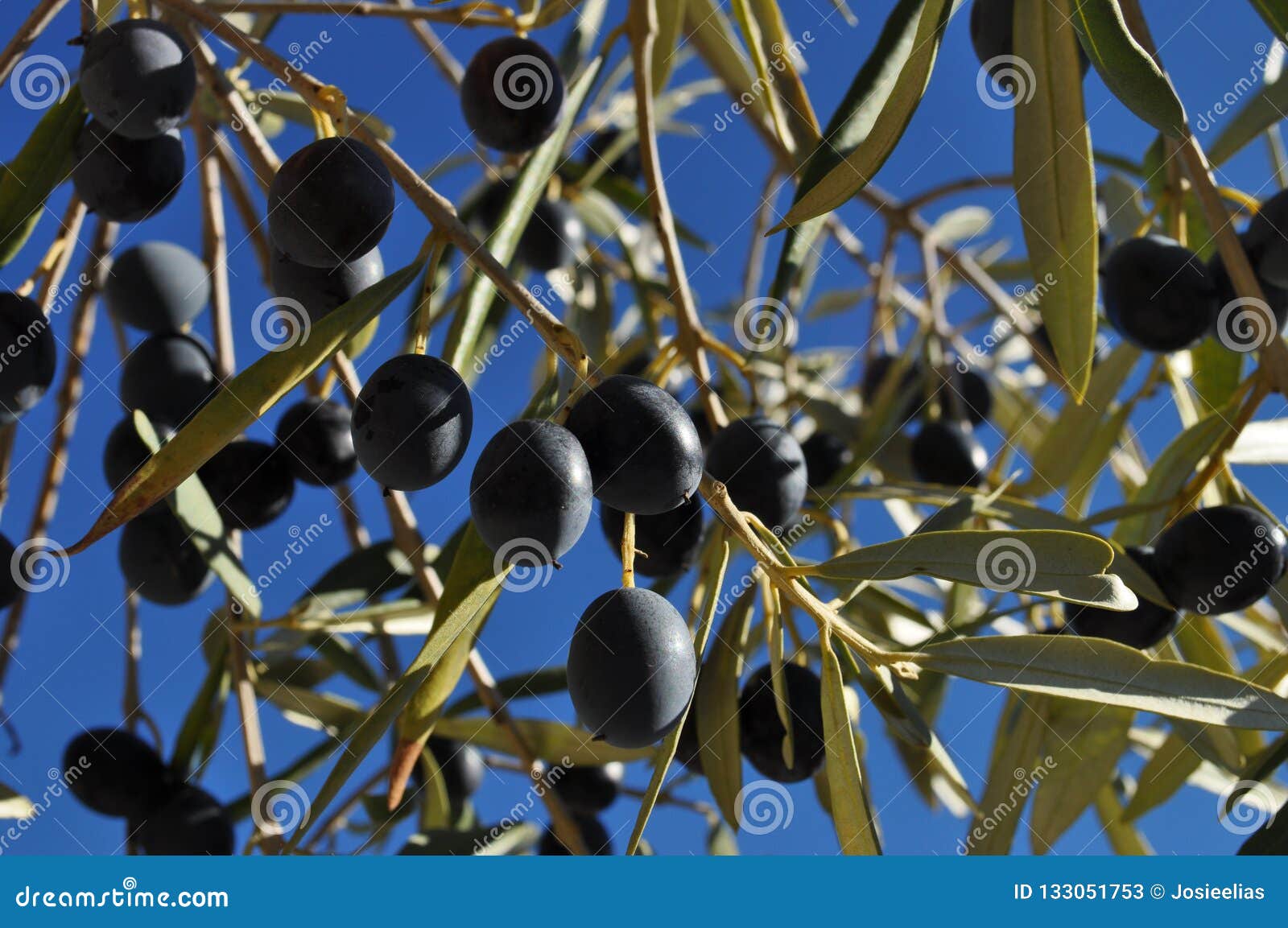 Серебряные кусты дикой маслины окруженные. Листья маслины Olea europaea,. Дикая маслина дерево. Черные маслины на дереве. Как растут оливки и маслины.