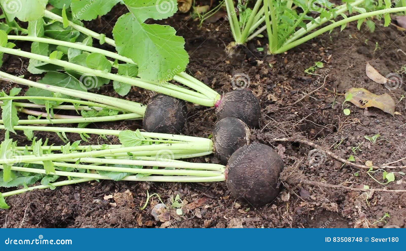 Когда сажать черную редьку