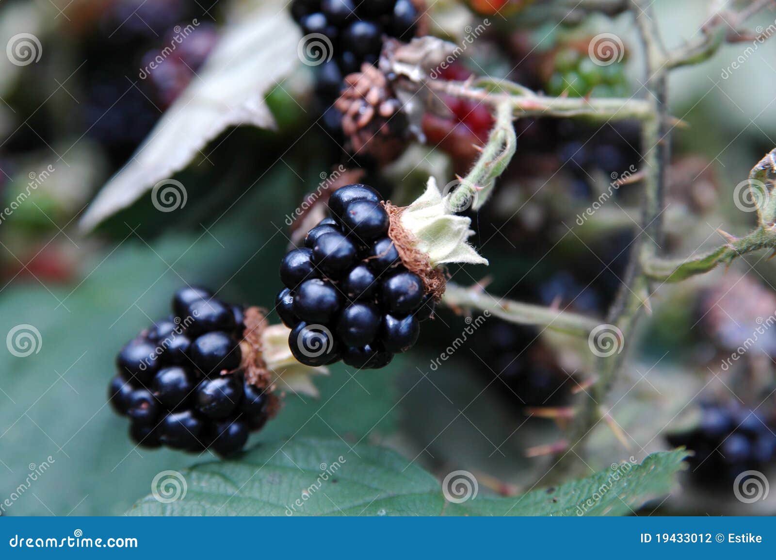 Ripe blackberries stock photo. Image of blackberry, fruit 19433012