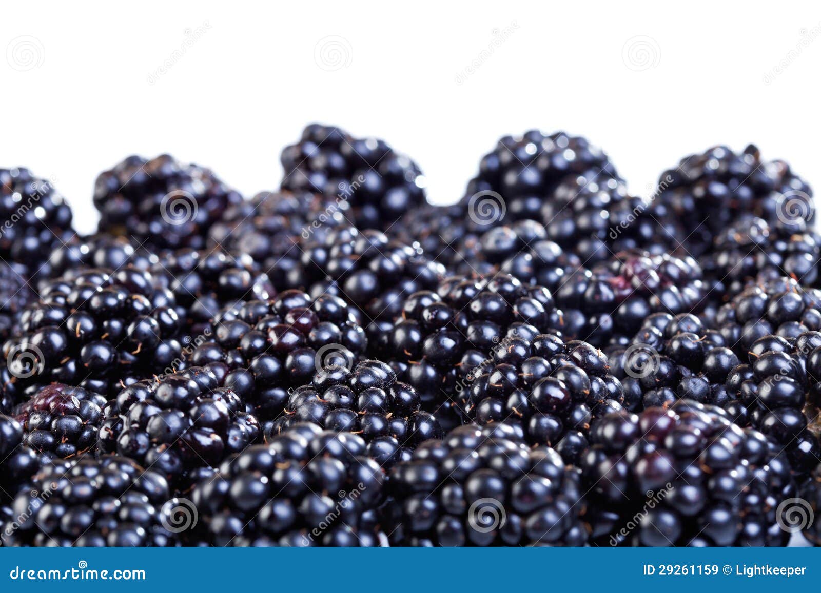 Ripe blackberries stock image. Image of blackberries 29261159