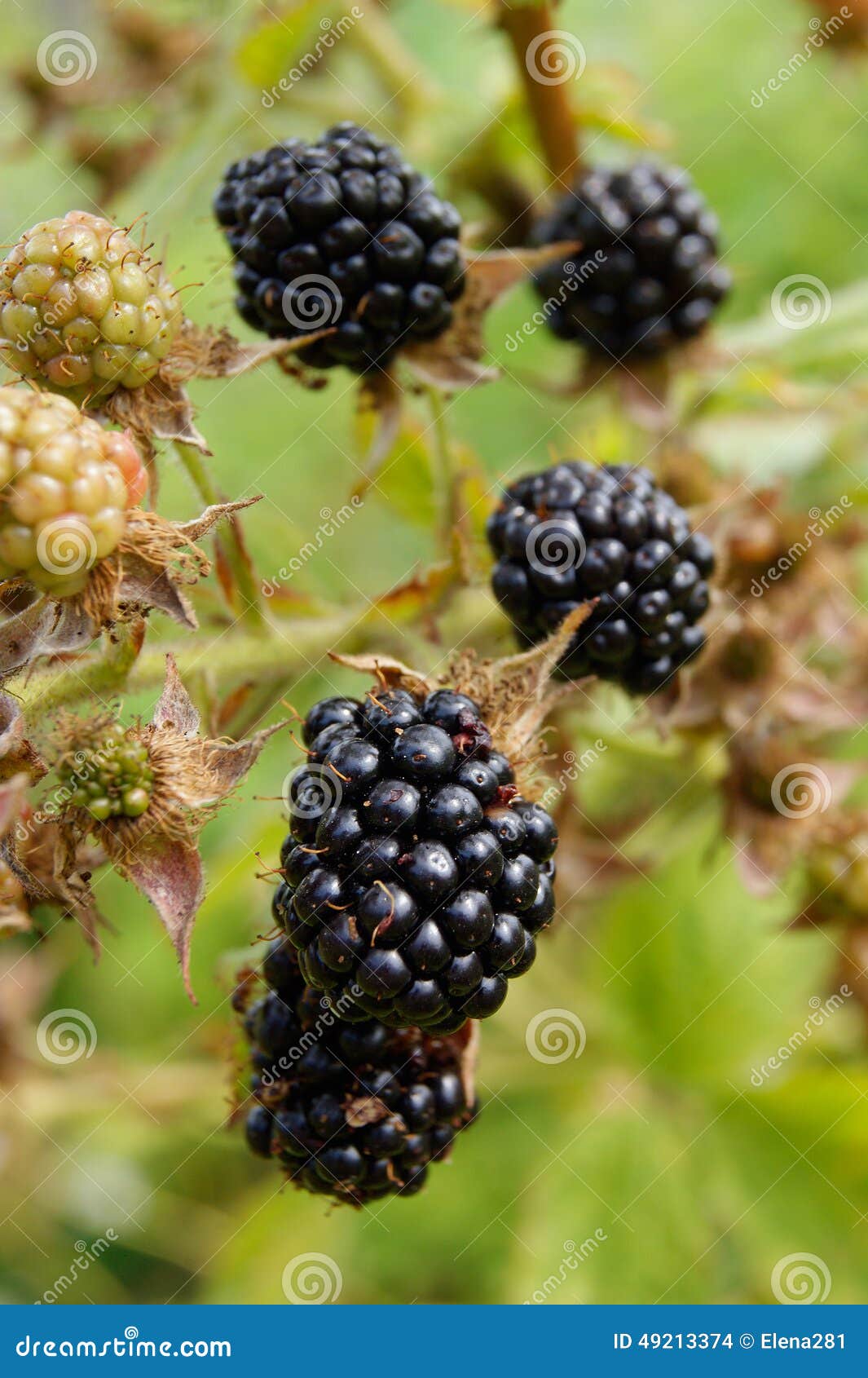 Ripe Blackberries On The Bush Stock Photo Image of dark, bush 49213374