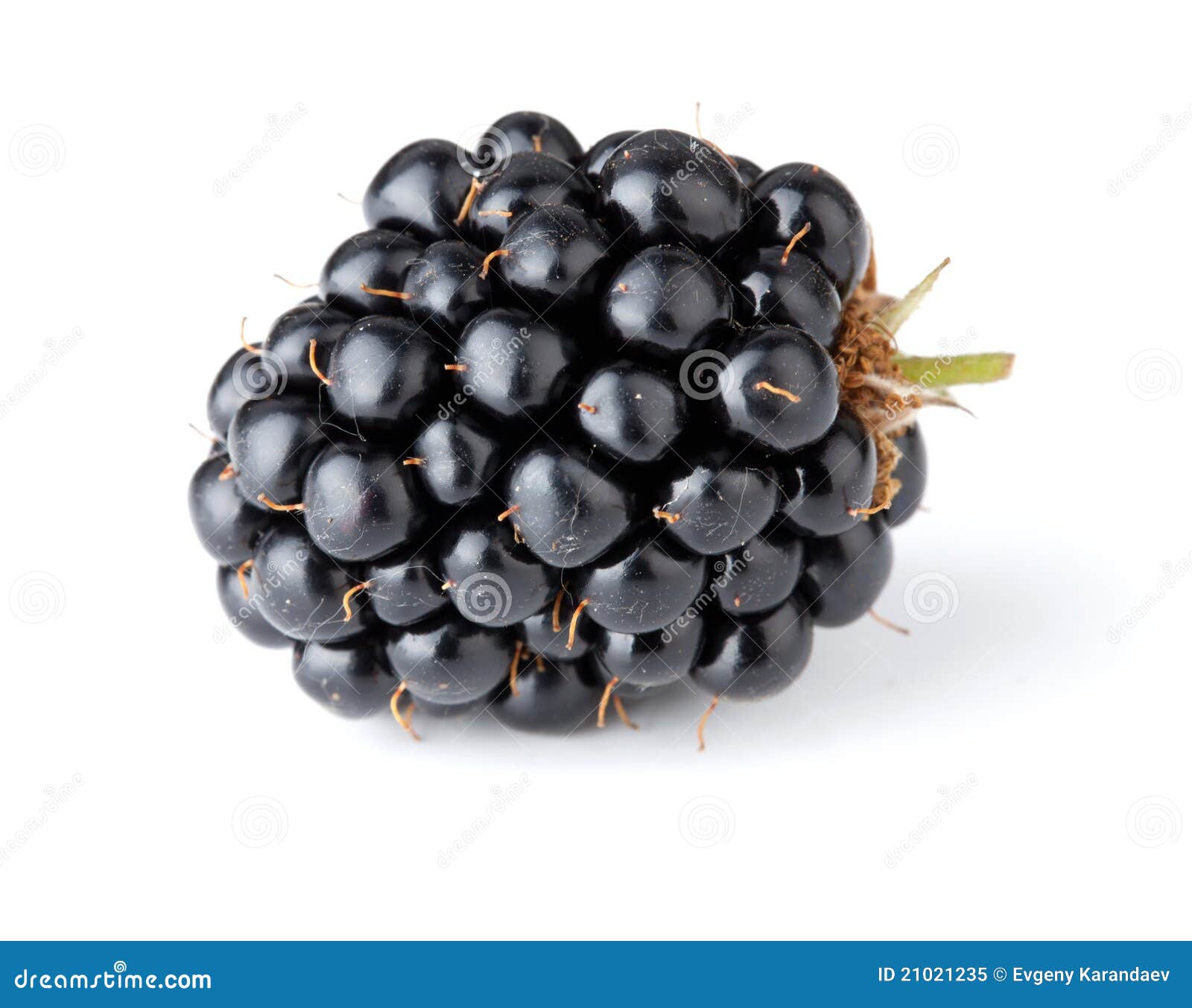 Ripe blackberry stock image. Image of eating, black, delicious - 21021235