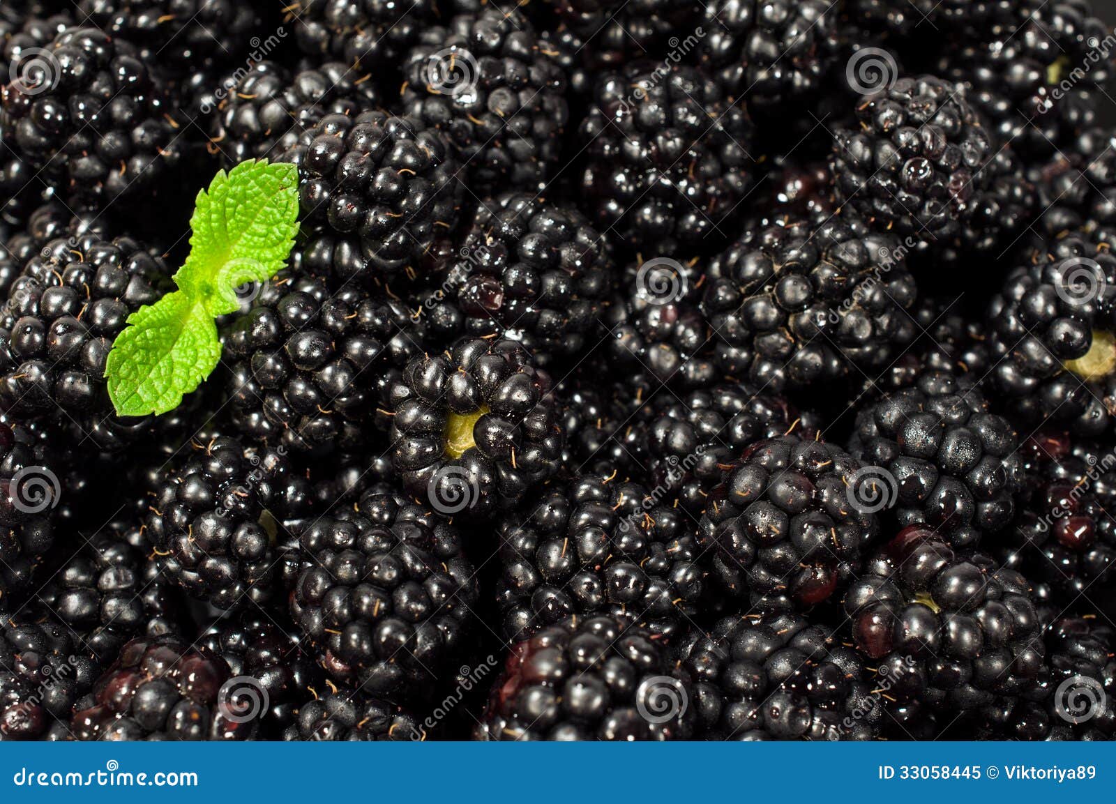 Ripe Blackberry Berry with Mint Stock Image Image of close, heap