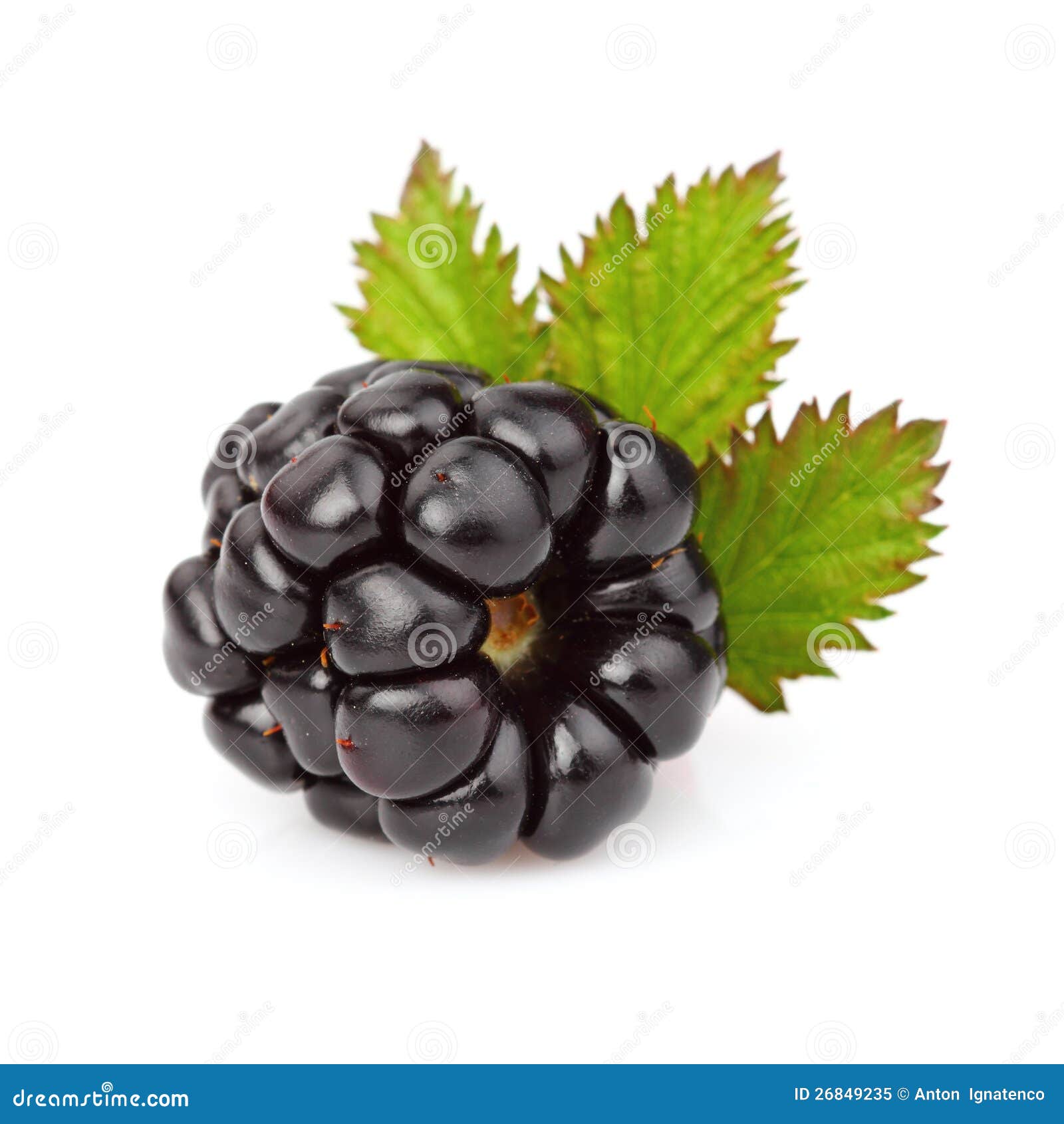 Ripe blackberry with leaf stock image. Image of ripe 26849235