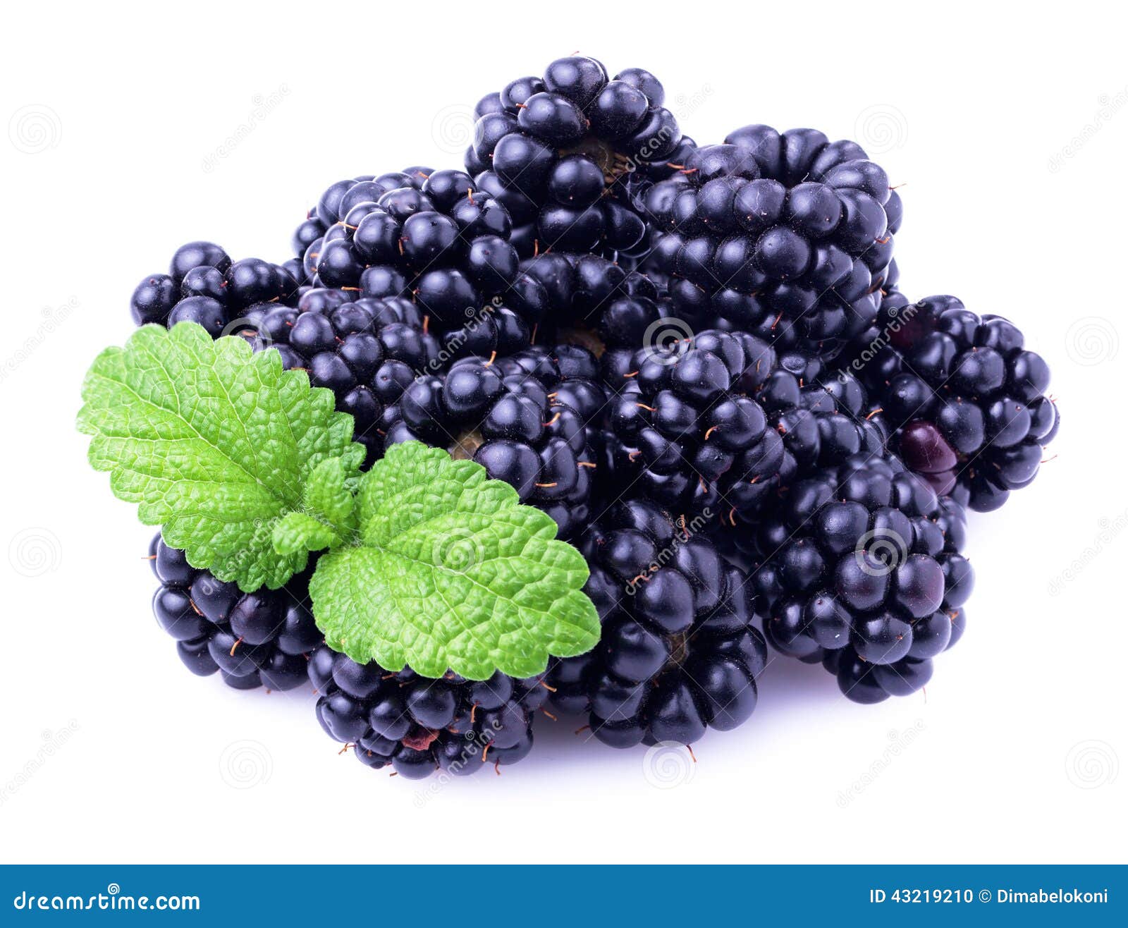Ripe blackberry with mint. stock photo. Image of berry 43219210