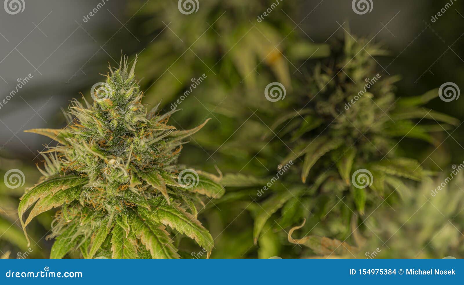 sour bubble gum strain sour bubble gum strain