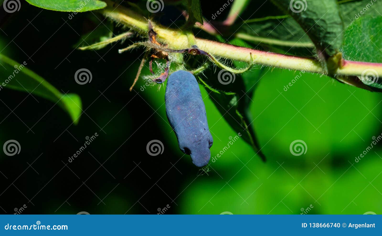 Ripe Blue Honeysuckle Berry On Branch Macro With Bokeh ...