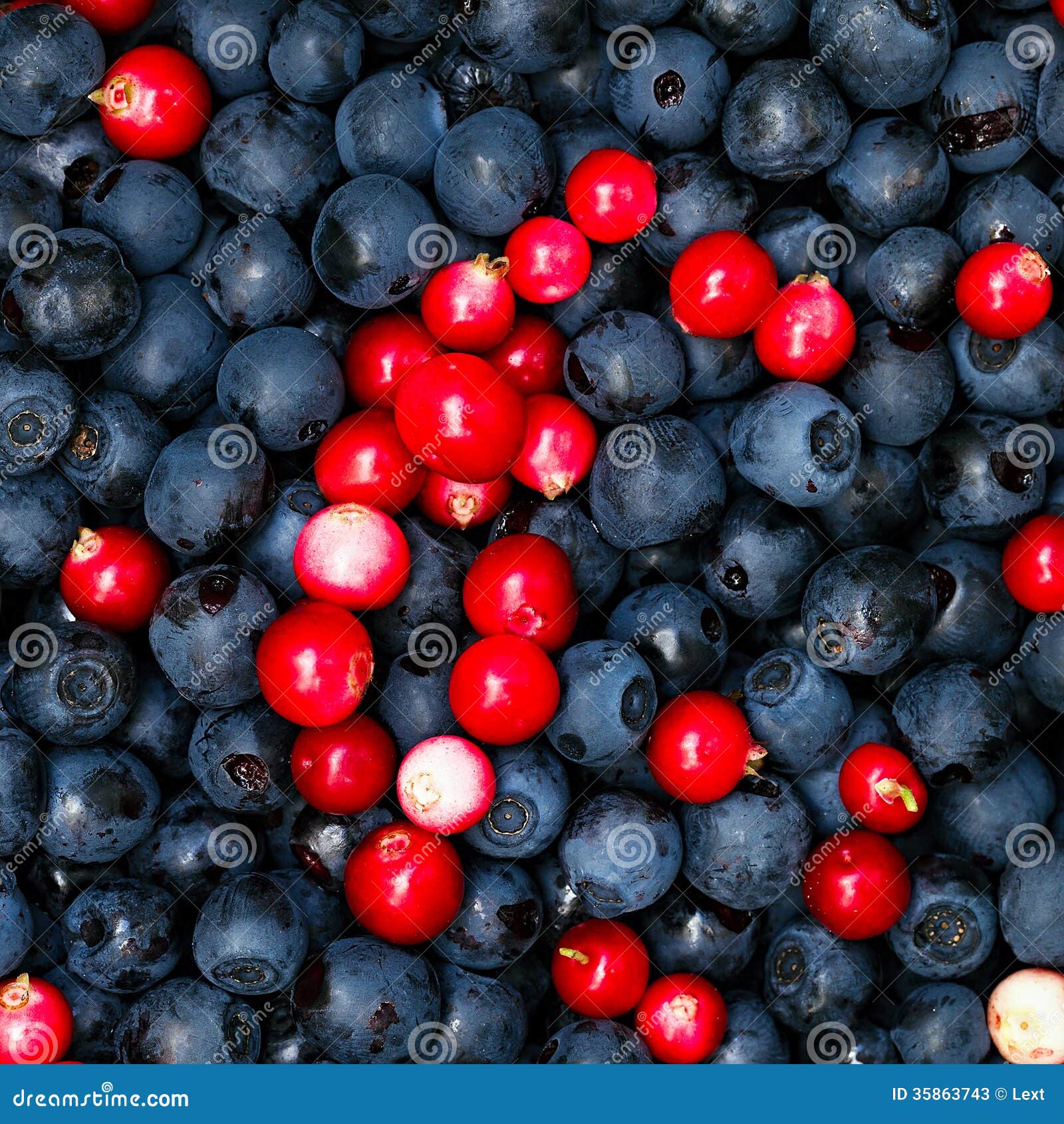 Ripe Blueberries and Cranberries Stock Image Image of natural, diet