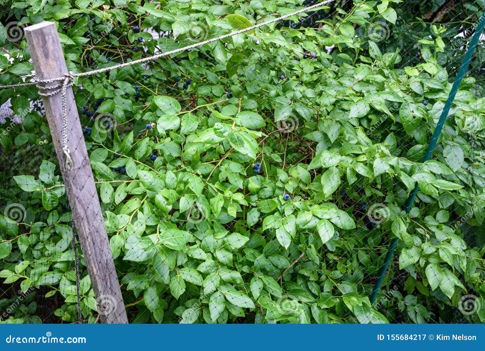 Ripe Blueberries Growing on a Blueberry Bush Under a Protective Net