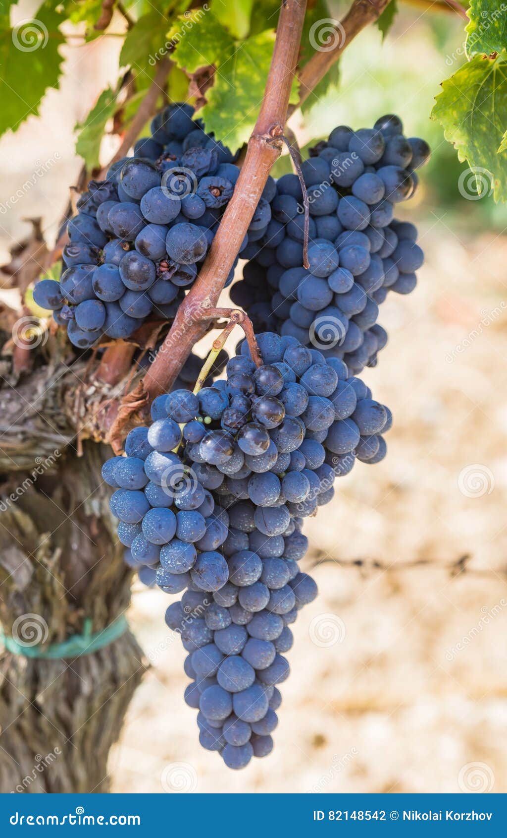 ripe brunello grapes, sangiovese. tuscany, italy