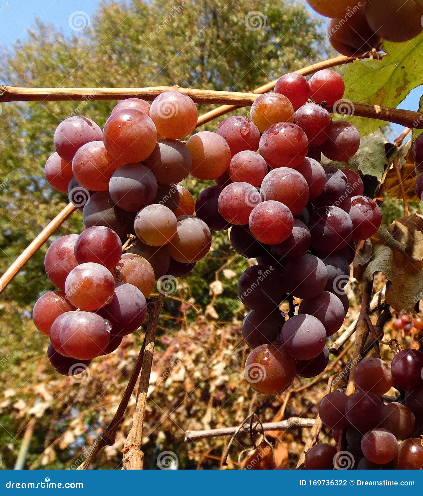ripe bunches of pink grapes hang on a branch of a vineyard against a blue sky