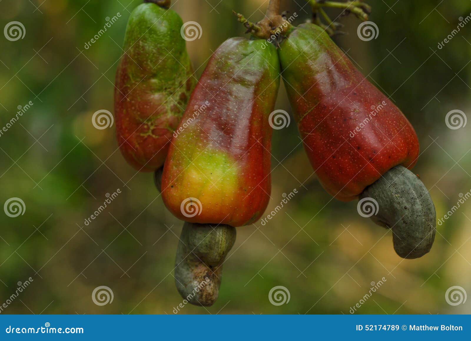 Ripe cashew fruit stock image. Image of guatemala, guatemalan 52174789