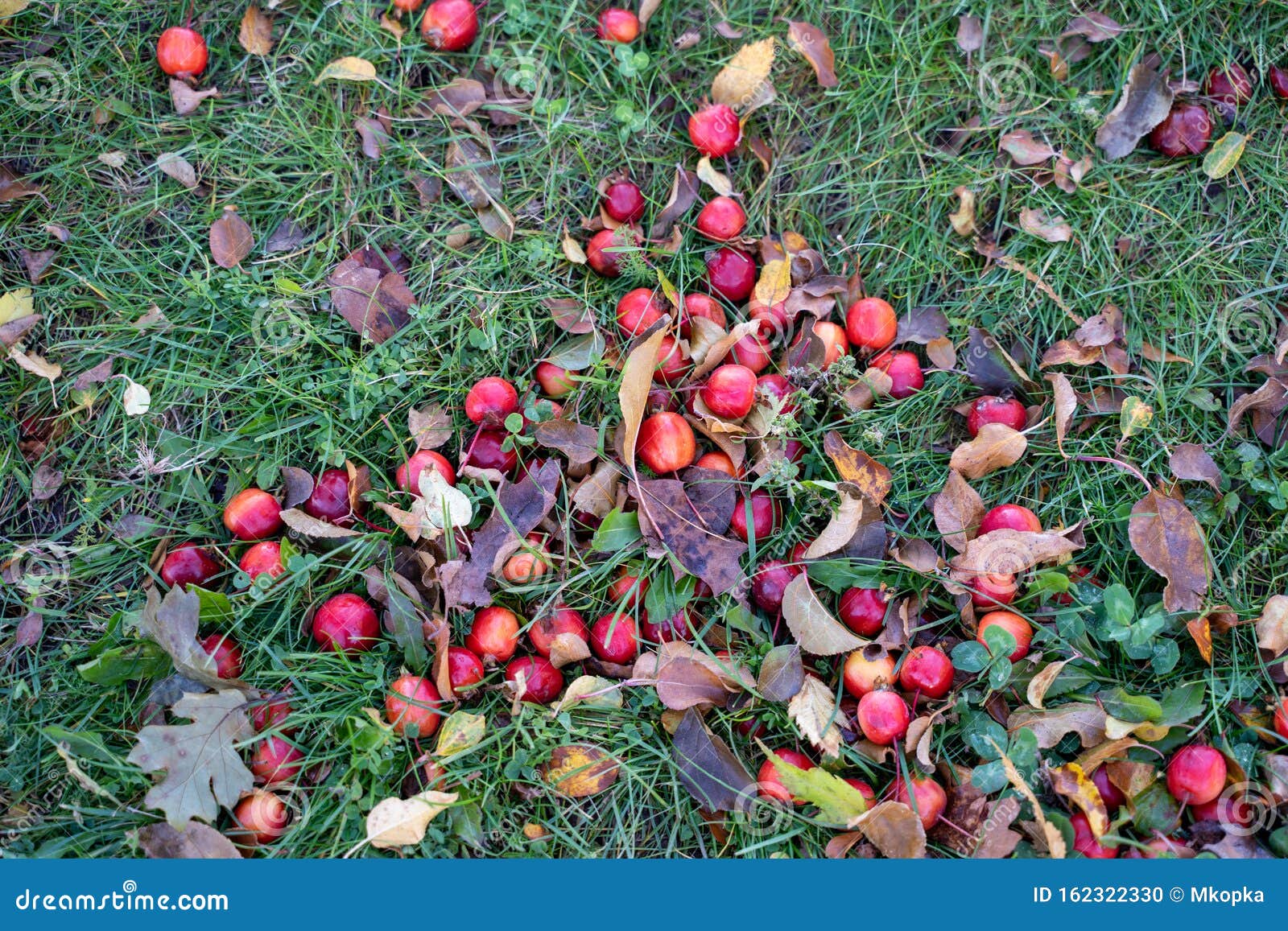 ripe cherries on the ground from a nearby cherry tree, some are squished