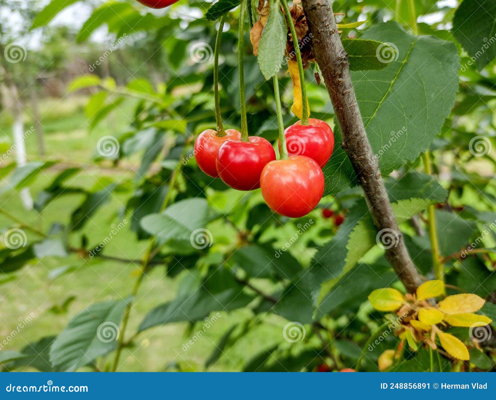 Ripe Cherries in the Tree - in Maramures, Romania Stock Image - Image ...